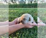 Small #3 Labrador Retriever