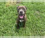 Small #1 American Pit Bull Terrier