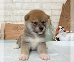 Small Photo #9 Shiba Inu Puppy For Sale in LOS ANGELES, CA, USA
