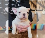 Small Photo #2 French Bulldog Puppy For Sale in GARLAND, TX, USA