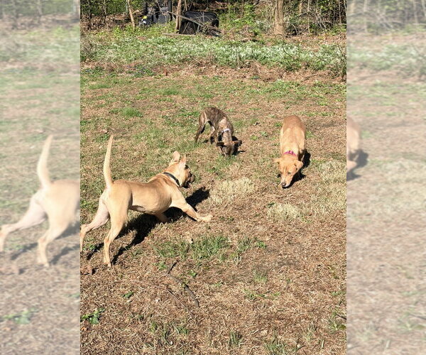 Medium Photo #3 American Pit Bull Terrier-American Staffordshire Terrier Mix Puppy For Sale in Brewster, NY, USA