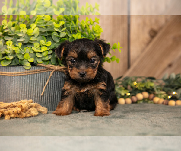 Medium Photo #18 Yorkshire Terrier Puppy For Sale in GREENWICH, OH, USA