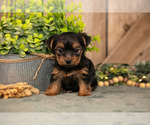 Small #1 Yorkshire Terrier