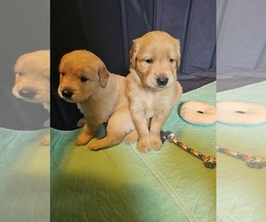 Golden Retriever Puppy for sale in SALISBURY, NC, USA