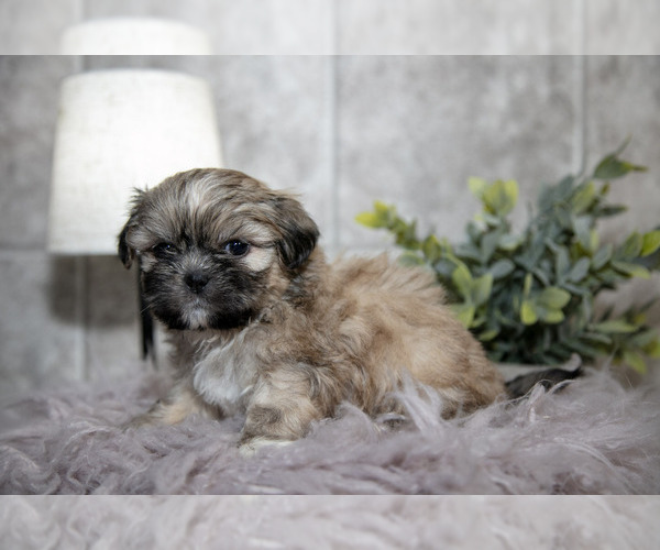 Medium Photo #4 Shih Tzu Puppy For Sale in CLARE, MI, USA