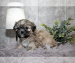 Small Photo #4 Shih Tzu Puppy For Sale in CLARE, MI, USA