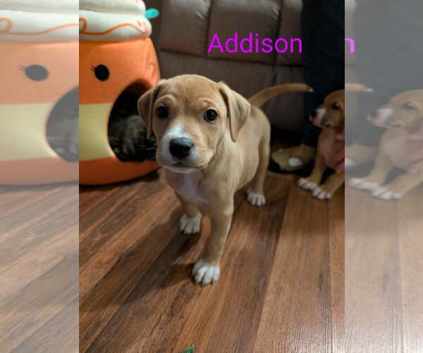 Medium Photo #2 Labrador Retriever-Unknown Mix Puppy For Sale in Plainfield, IL, USA