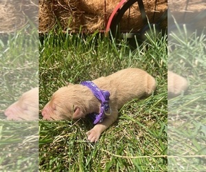 Golden Retriever Puppy for sale in NEOLA, WV, USA
