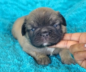 French Bulldog Puppy for Sale in LAS VEGAS, Nevada USA