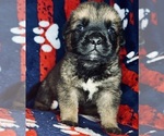 Small Photo #9 Cane Corso-Saint Bernard Mix Puppy For Sale in ANDERSON, CA, USA