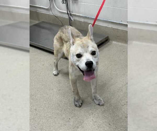 Medium Photo #1 Shiba Inu-Unknown Mix Puppy For Sale in Grand Prairie, TX, USA