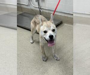 Shiba Inu-Unknown Mix Dogs for adoption in Grand Prairie, TX, USA