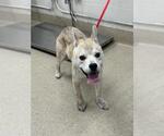 Small Shiba Inu Mix