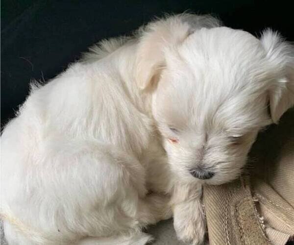 Medium Photo #2 Morkie Puppy For Sale in WELLSBORO, PA, USA