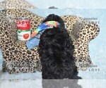 Small #4 Poodle (Toy)