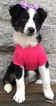 Small Photo #45 Australian Shepherd Puppy For Sale in ARBA, IN, USA