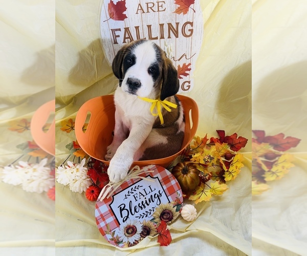 Medium Photo #1 Saint Bernard Puppy For Sale in WHITESBORO, NY, USA