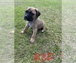 Small Photo #2 Cane Corso Puppy For Sale in BLADENBORO, NC, USA
