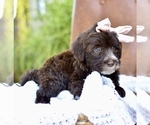 Small #7 Portuguese Water Dog