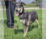 Small #2 German Shepherd Dog-Huskies  Mix