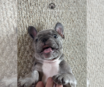 Small #3 French Bulldog