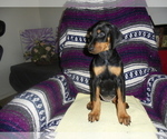 Small #12 Doberman Pinscher