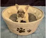 Small Photo #51 French Bulldog Puppy For Sale in ORANGE, TX, USA