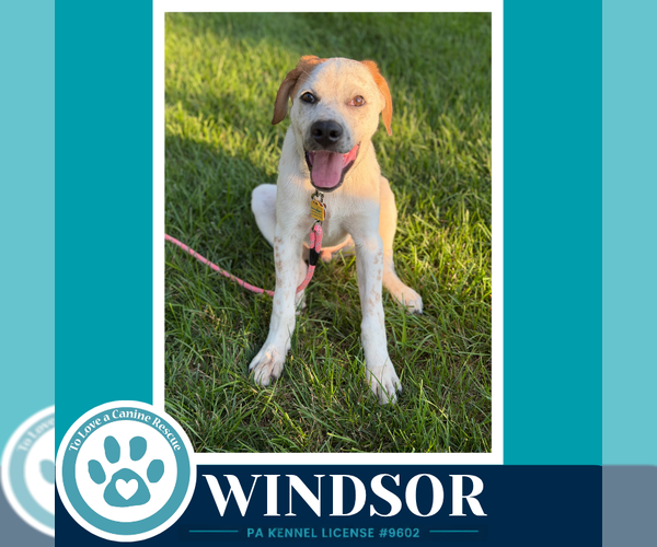 Medium Photo #3 Aussiedor Puppy For Sale in Kimberton, PA, USA