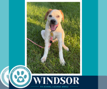 Small Photo #3 Aussiedor Puppy For Sale in Kimberton, PA, USA
