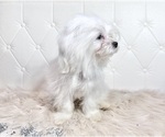 Small Photo #19 Maltese Puppy For Sale in HAYWARD, CA, USA