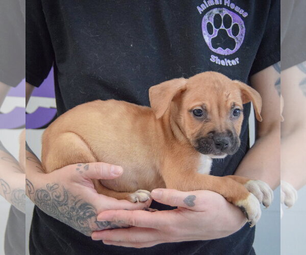 Medium Photo #3 American Staffordshire Terrier-Boxer Mix Puppy For Sale in Huntley, IL, USA