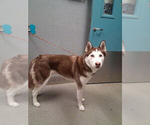Siberian Husky-Unknown Mix Dogs for adoption in Las Vegas, NV, USA