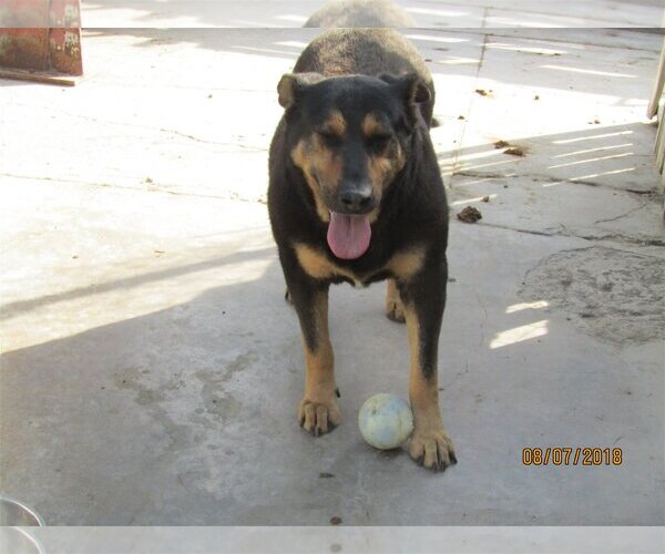 Medium Photo #3 Rottweiler-Unknown Mix Puppy For Sale in San Diego, CA, USA