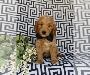 Goldendoodle (Miniature) Puppy for sale in QUARRYVILLE, PA, USA