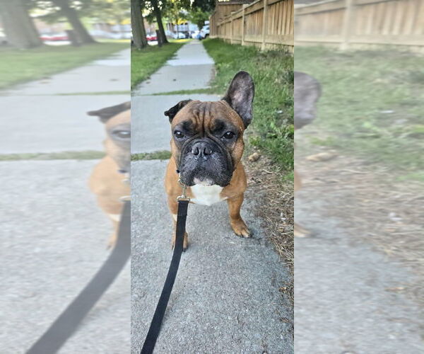 Medium Photo #2 French Bulldog Puppy For Sale in Brights Grove, Ontario, Canada