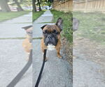 Small #1 French Bulldog