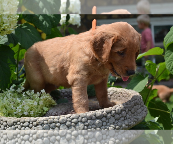 Medium Photo #28 Golden Retriever Puppy For Sale in GREENWOOD, WI, USA