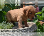 Small Photo #28 Golden Retriever Puppy For Sale in GREENWOOD, WI, USA