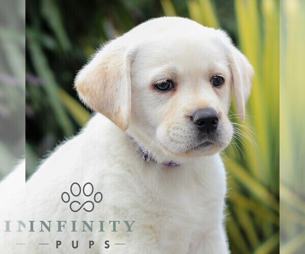 Medium Photo #4 Labrador Retriever Puppy For Sale in GORDONVILLE, PA, USA