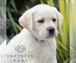 Small Photo #4 Labrador Retriever Puppy For Sale in GORDONVILLE, PA, USA
