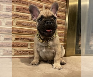 French Bulldog Puppy for sale in PUYALLUP, WA, USA