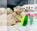 Small Photo #21 French Bulldog Puppy For Sale in BELLVILLE, TX, USA