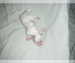 Small Photo #3 Coton de Tulear Puppy For Sale in COLUMBIA, MO, USA
