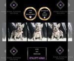 Puppy Evie AKC French Bulldog