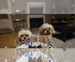 Small #17 Shih Tzu
