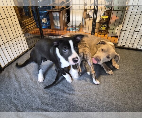Medium Photo #11 Border Collie-Unknown Mix Puppy For Sale in Holly Springs, NC, USA