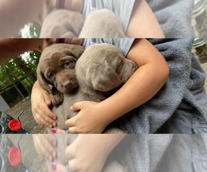 Labrador Retriever Puppy for sale in CLEARVIEW, WA, USA
