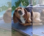 Small Photo #5 Beagle-Unknown Mix Puppy For Sale in Rustburg, VA, USA