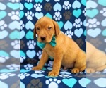 Small Photo #3 Labrador Retriever Puppy For Sale in QUARRYVILLE, PA, USA