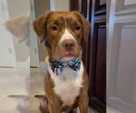 Small #1 American Pit Bull Terrier-Retriever  Mix